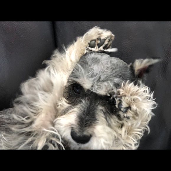 Meet your Posher, Bee - Picture 3 of 4